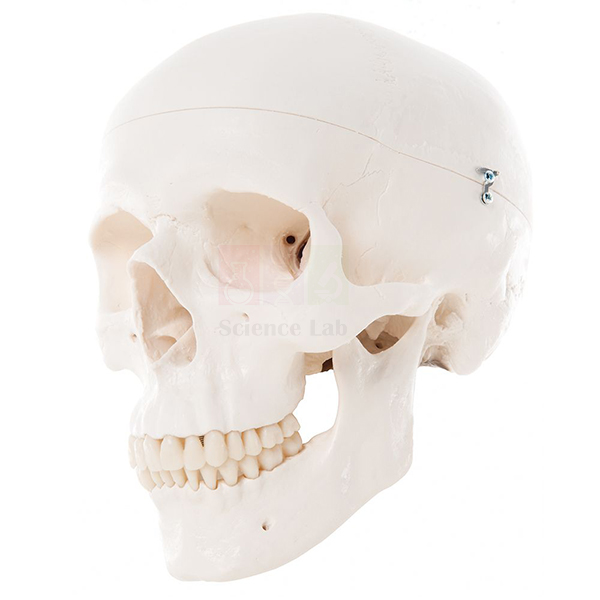 Human Skull Model